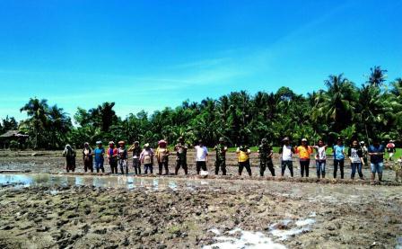 Danramil Dan Babinsa Bersama Petani Tanam Padi Perdana.